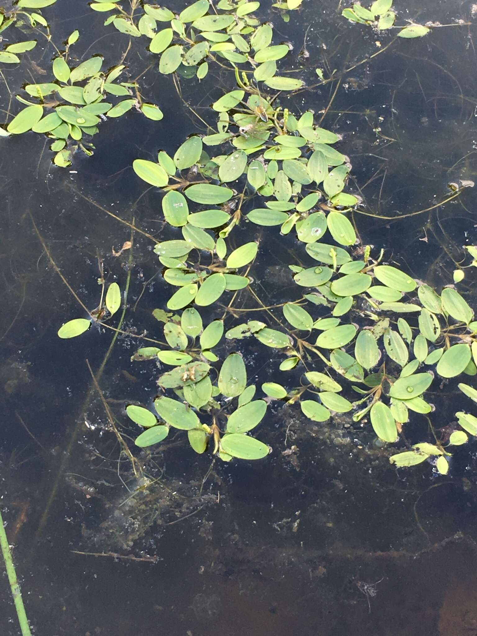 Image of waterthread pondweed