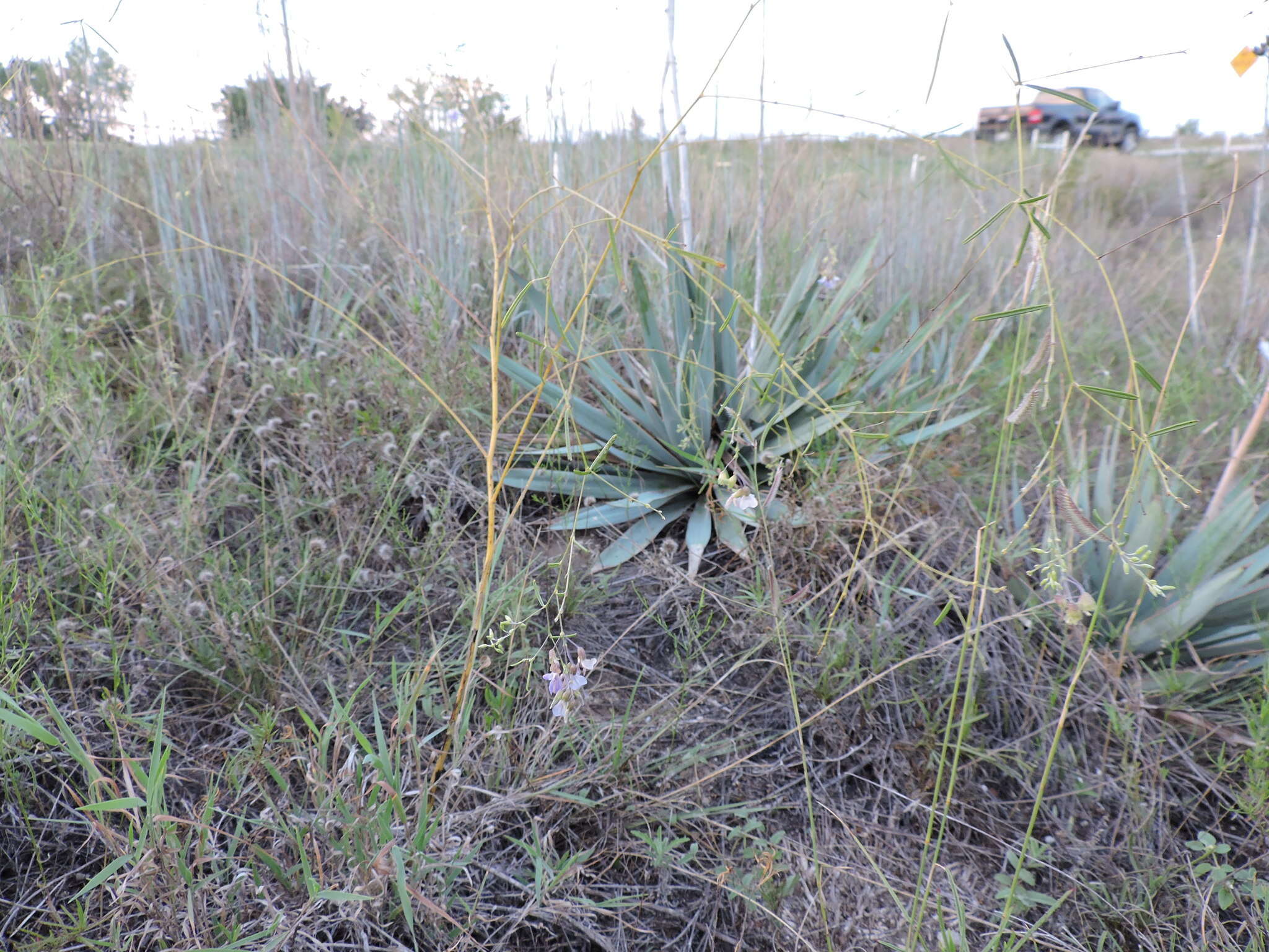 Image of narrowleaf Indian breadroot