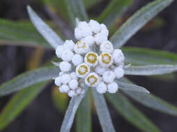 Image of Anaphalis margaritacea subsp. margaritacea