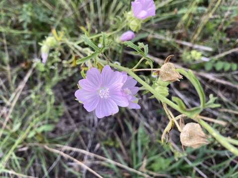 Image de Malva excisa Rchb.