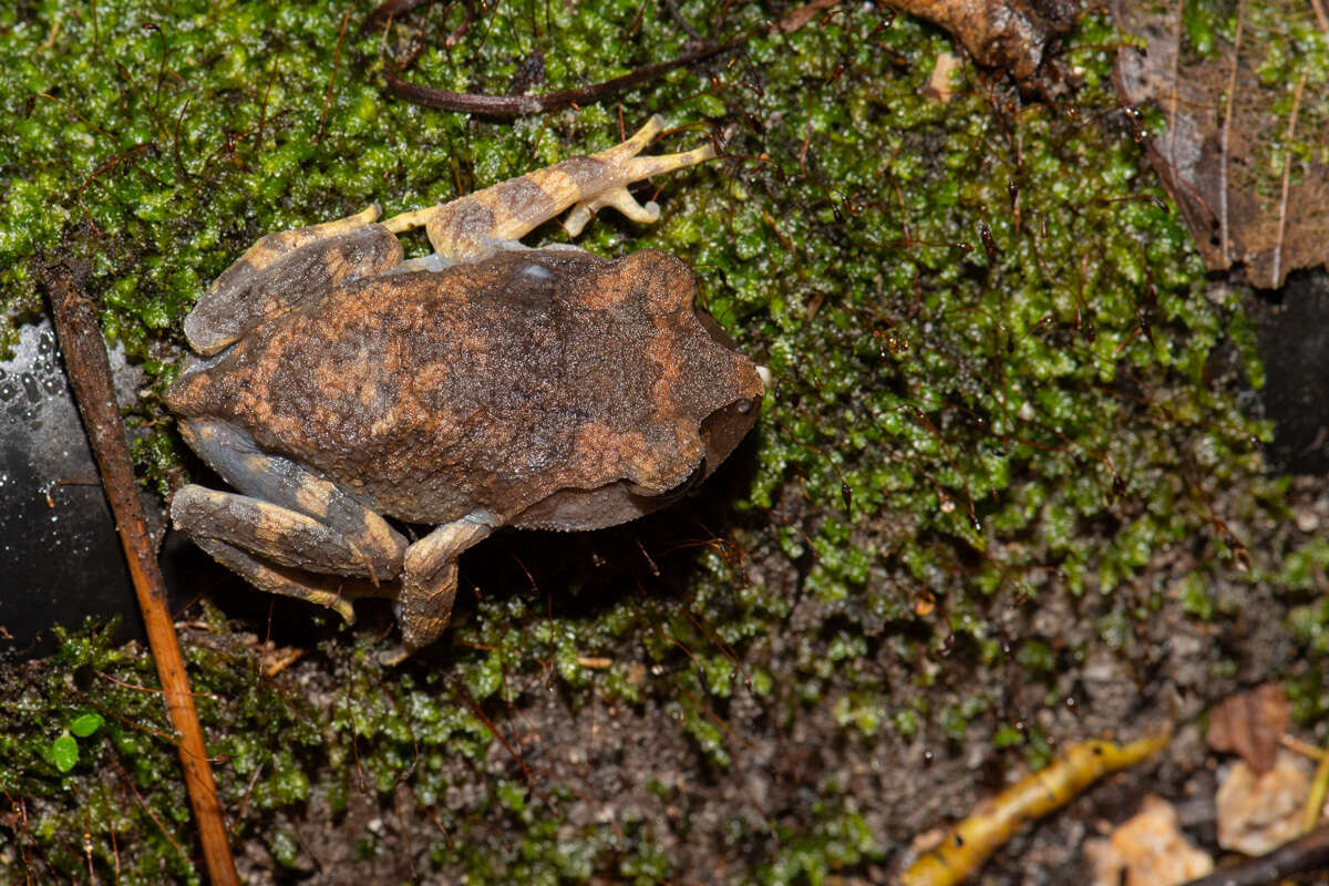 Image of Montane Litter Frog