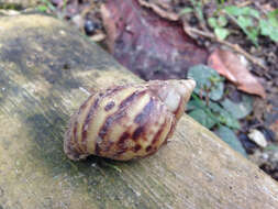 Image of Giant African Snail