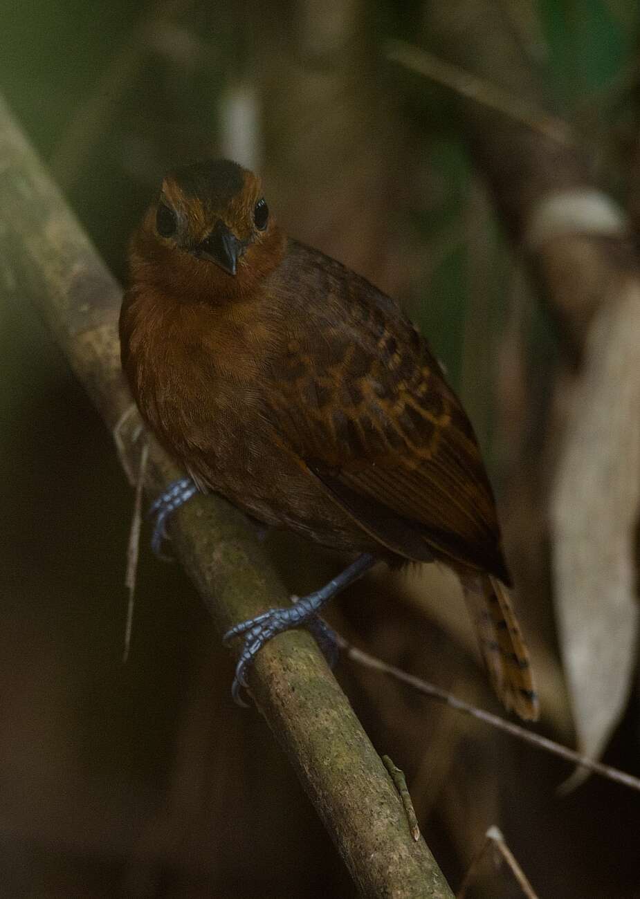 Image of White-throated Antbird