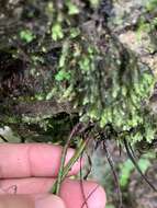 Image of Asplenium austrochinense Ching