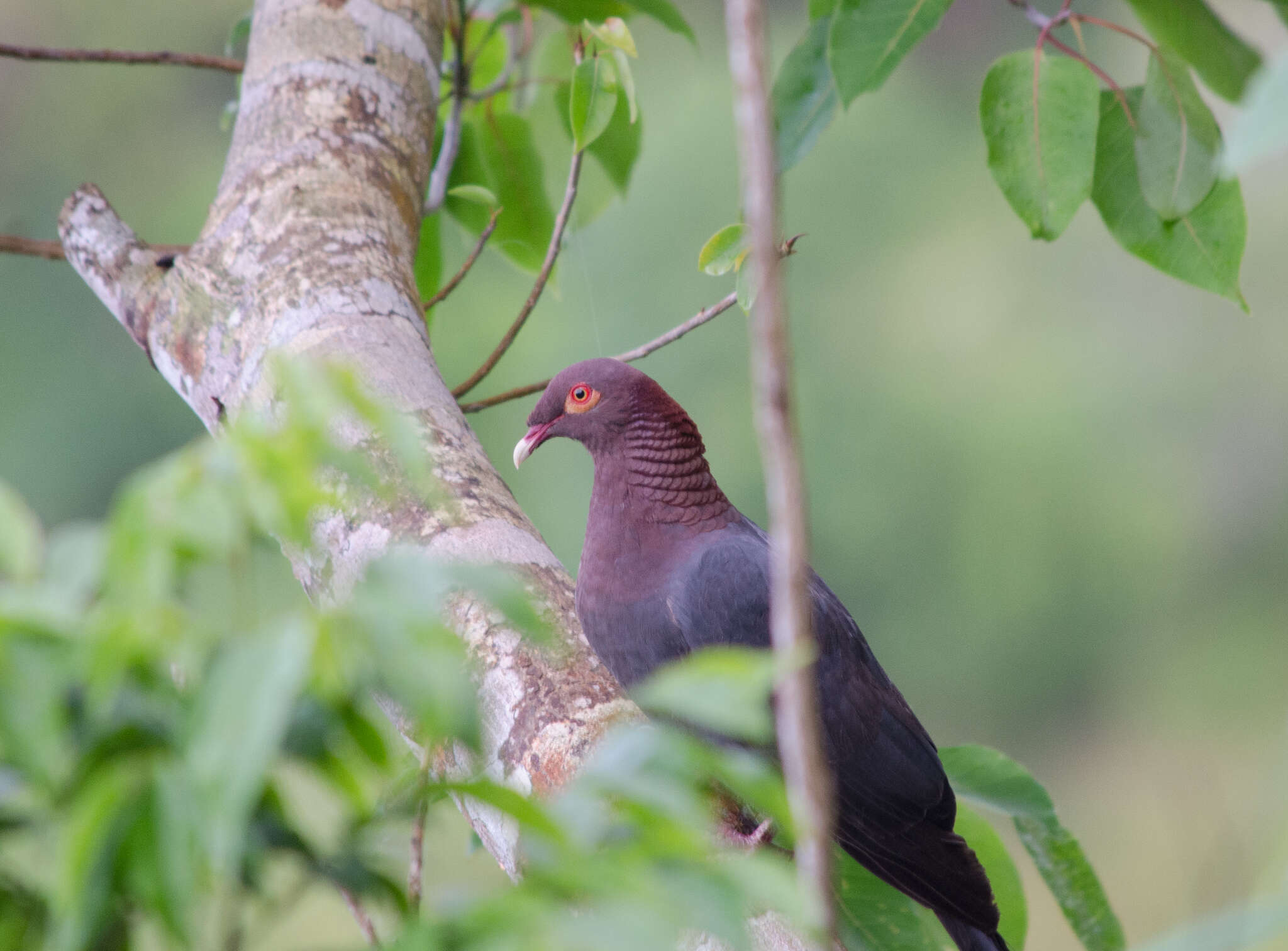 Image of Scaly-naped Pigeon