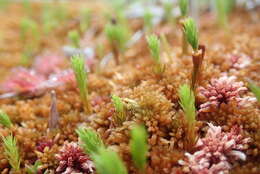 Imagem de Polytrichum strictum Menzies ex Bridel 1801