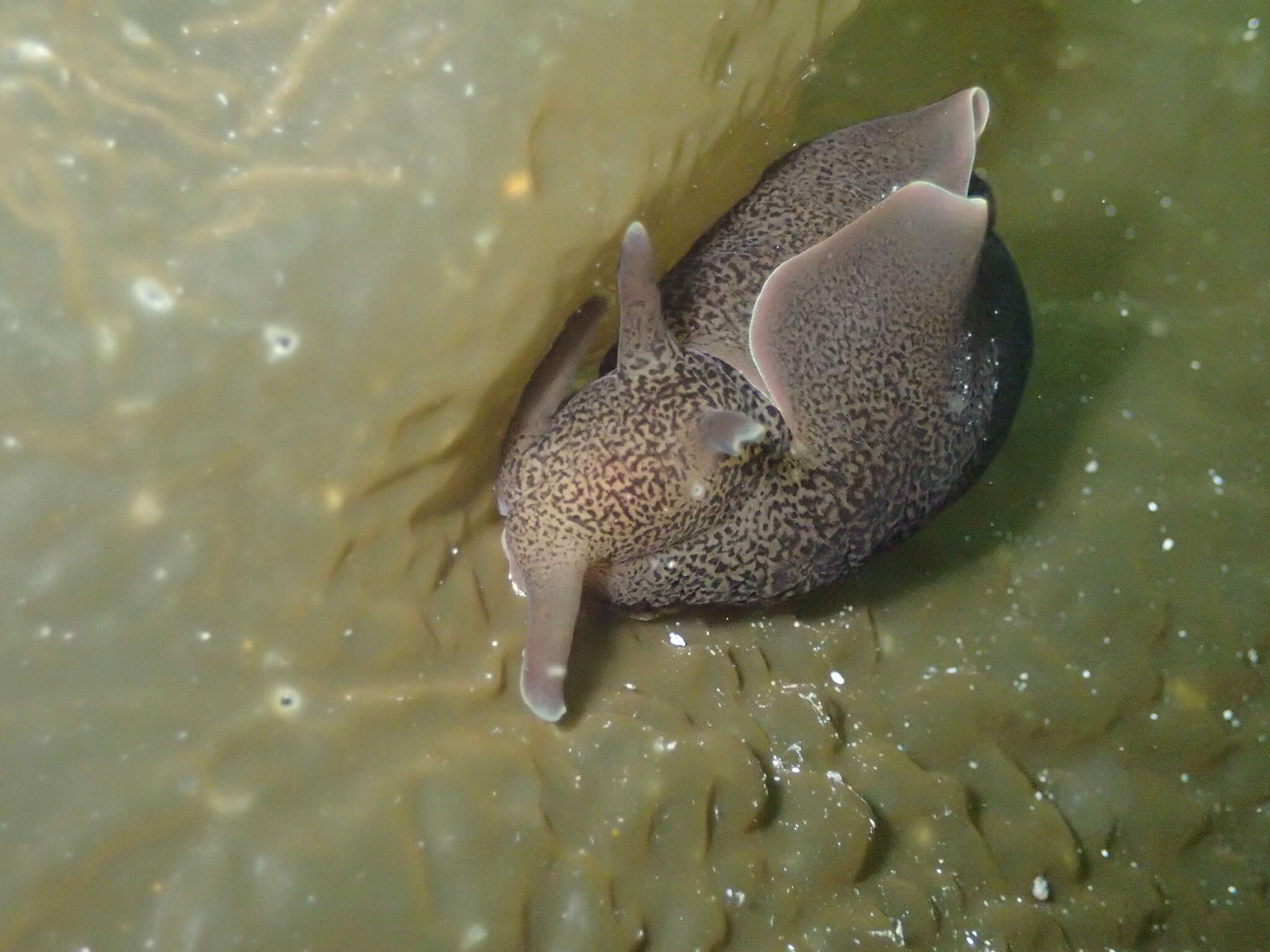 Aplysia punctata (Cuvier 1803) resmi