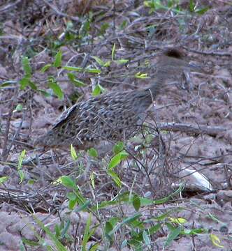 Image of Brushland Tinamou