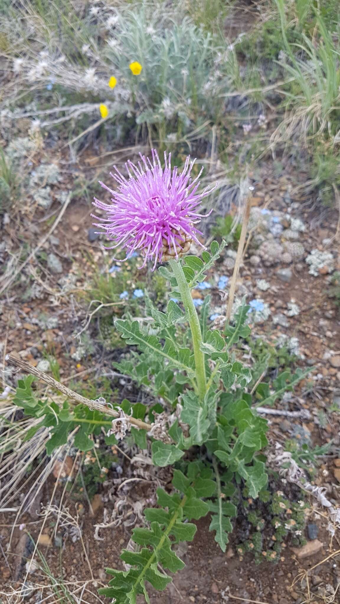 Image of Rhaponticum uniflorum subsp. uniflorum