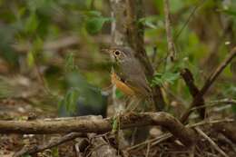 Image of White-browed Antpitta