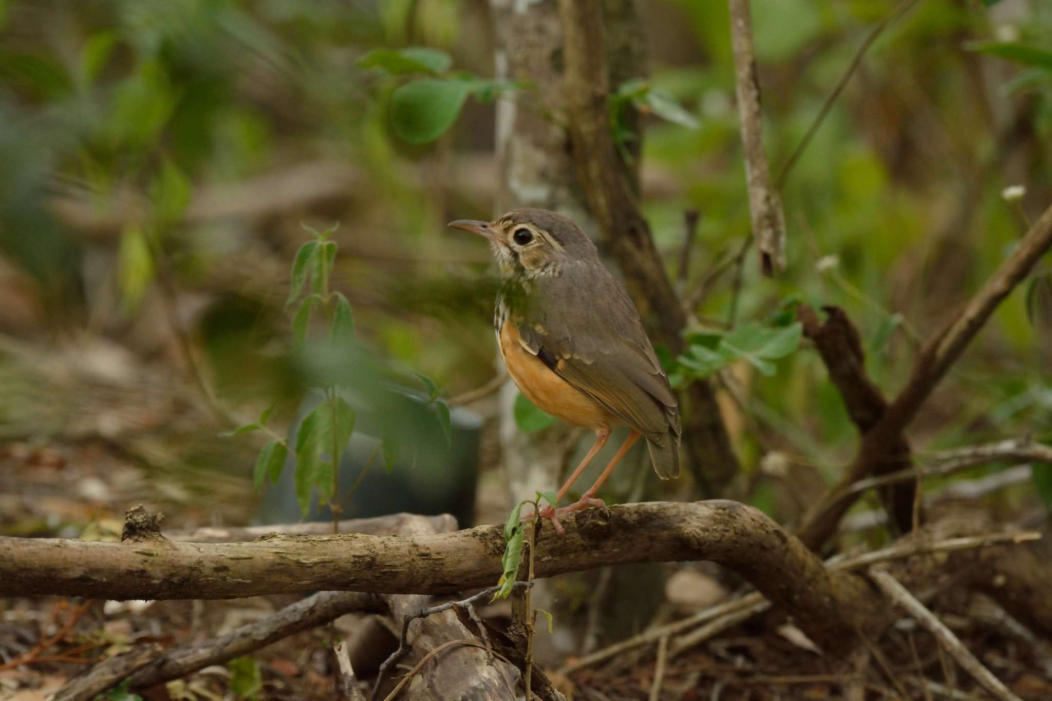 Image of White-browed Antpitta