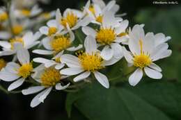 Image of Montanoa leucantha (Lag. & Segura) S. F. Blake