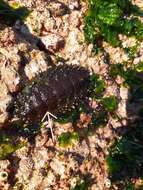 صورة Acanthopleura echinata (Barnes 1824)