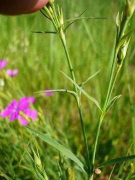 Image of China pink