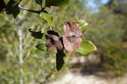 Sivun Terminalia tropophylla H. Perrier kuva