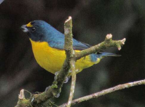 Image of Green-chinned Euphonia