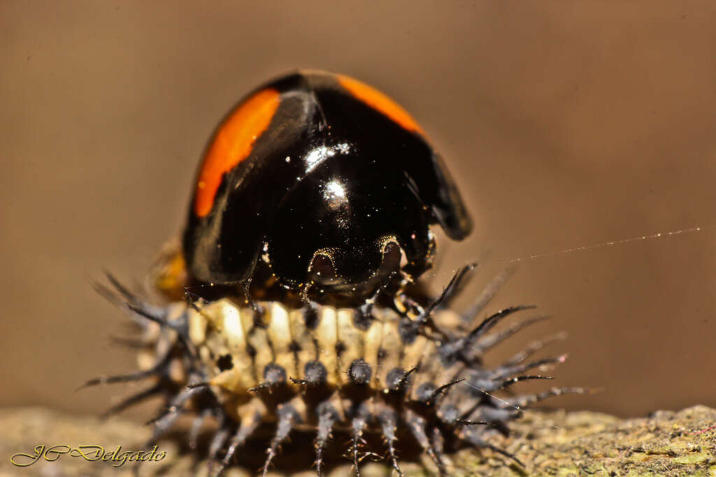 Image of Cactus Lady Beetle