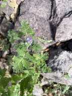 Phacelia rupestris Greene的圖片