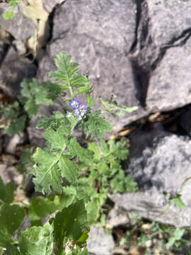 Image of rock phacelia