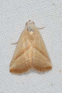 Image of Straight-lined Seed Moth