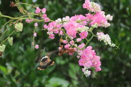 Lophornis helenae (Delattre 1843) resmi