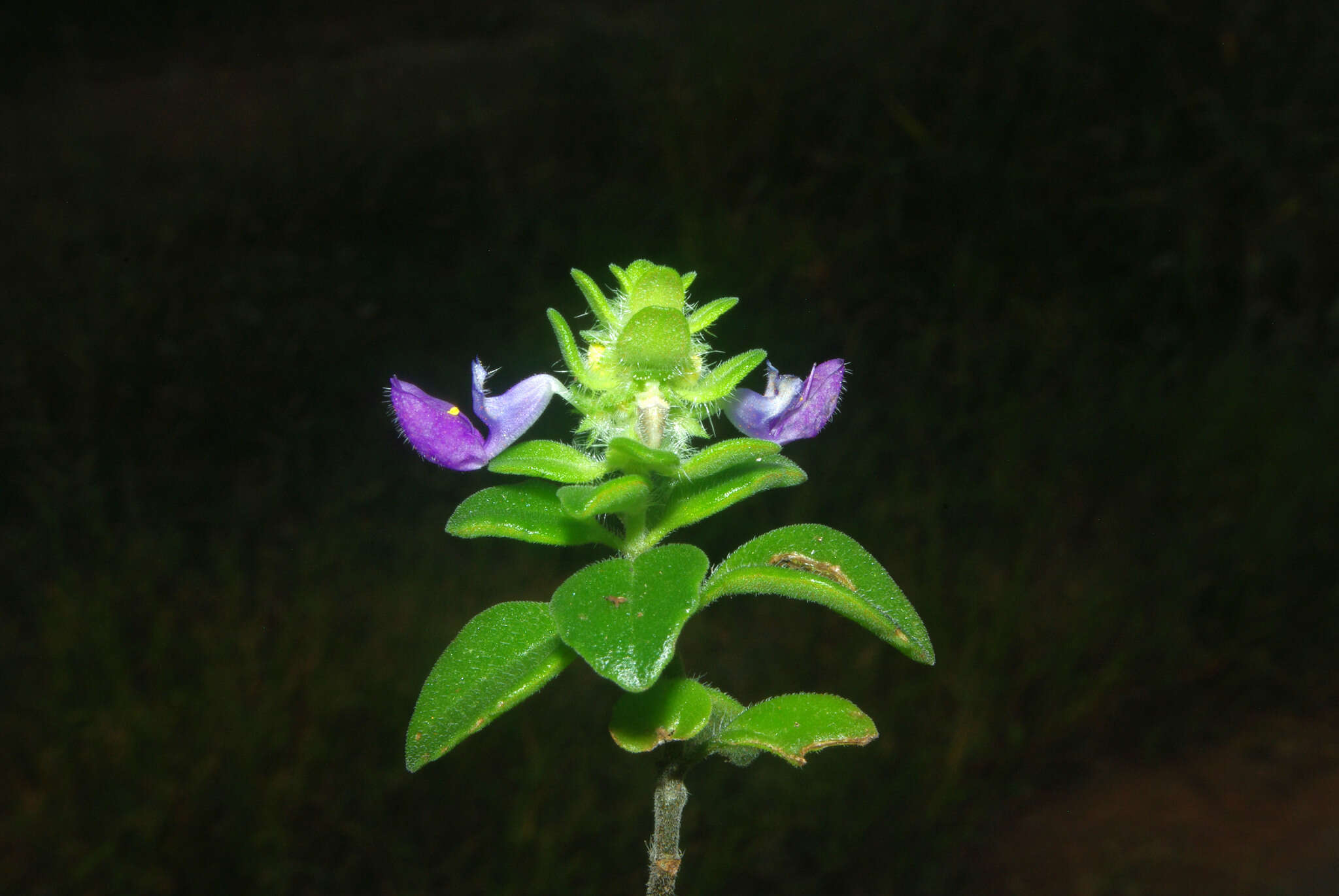 Image of Plectranthus lasianthus (Gürke) Vollesen