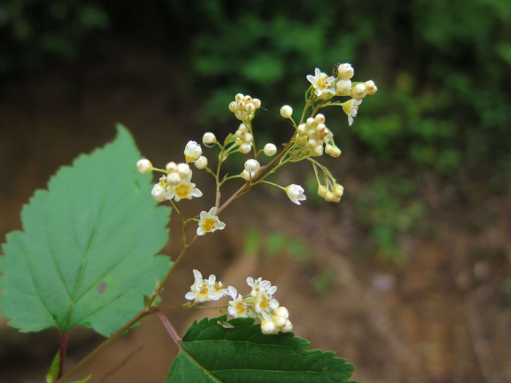 Image of Neillia hanceana (Kuntze) S. H. Oh