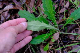 Image of Lagenophora platysperma