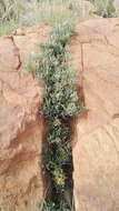 Image of Searsia magalismontana subsp. magalismontana