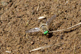 Image of Pegasomyia ruficornis (Bigot 1892)