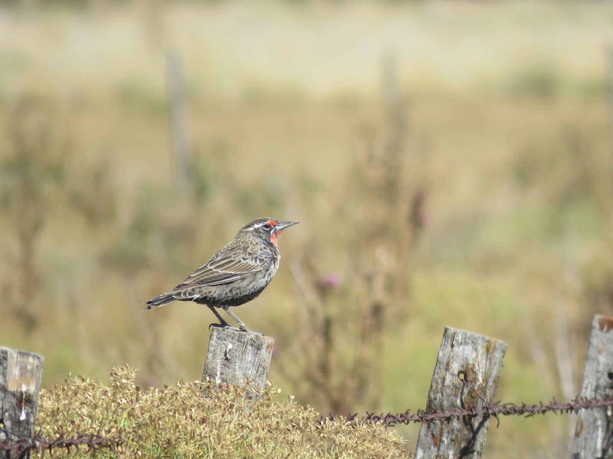 Image of Long-tailed Meadowlark