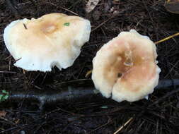 Image of Hygrophorus tennesseensis A. H. Sm. & Hesler 1939