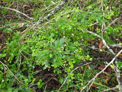 Image of Synostemon albiflorus (F. Muell. ex Müll. Arg.) Airy Shaw