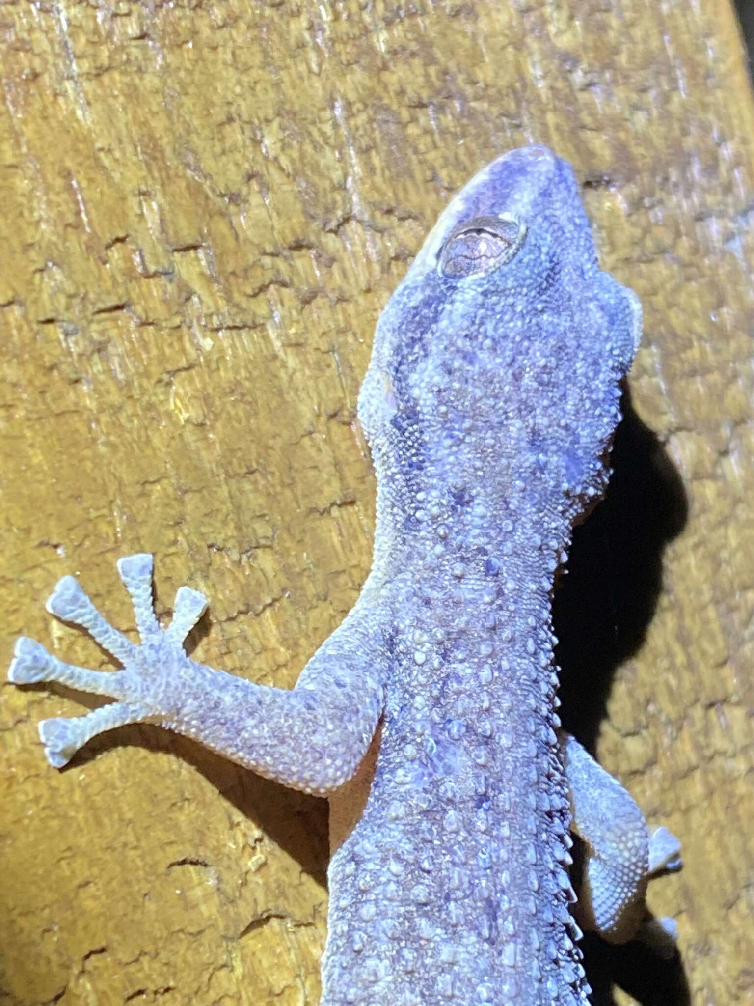 Image of Honduras Leaf-toed Gecko