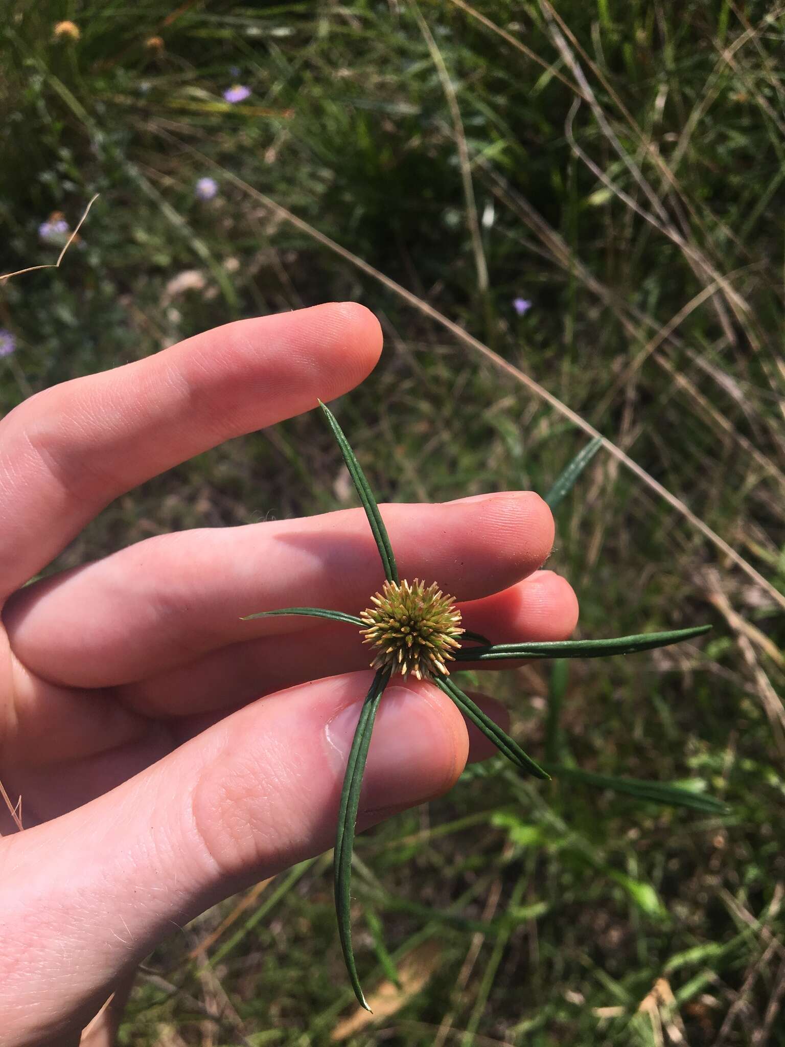 Image of tropical creeping cudweed