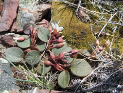 Claytonia umbellata S. Wats. resmi