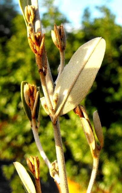 Image of brush hovea