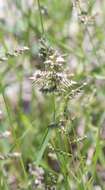 Image of African lovegrass