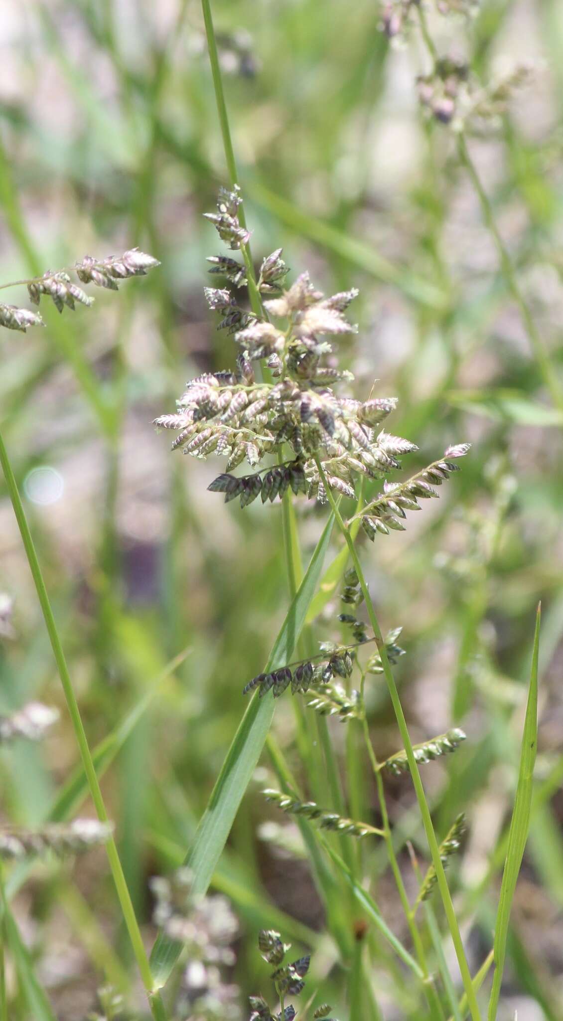 Image of African lovegrass