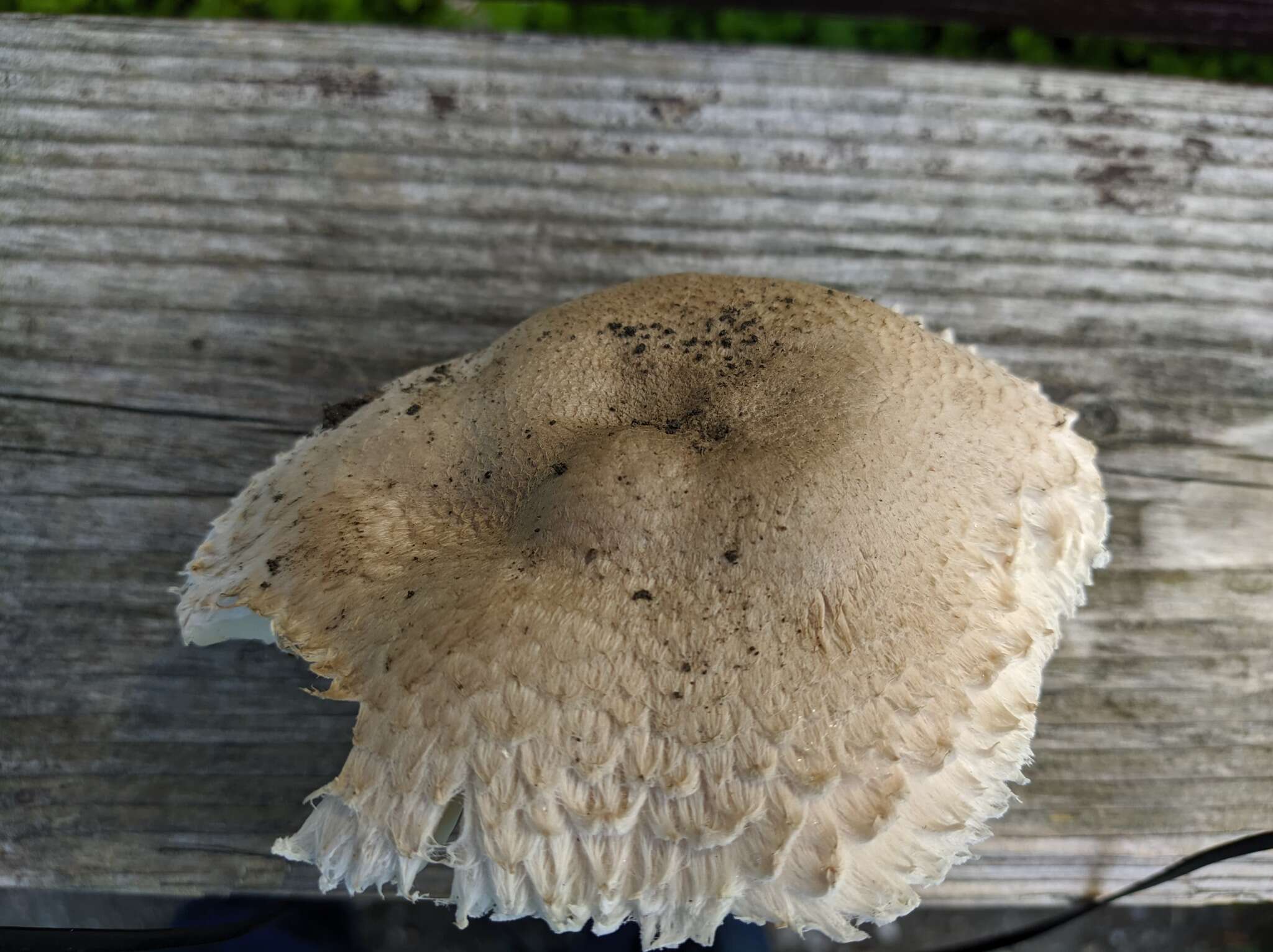 Leucoagaricus barssii (Zeller) Vellinga 2000 resmi