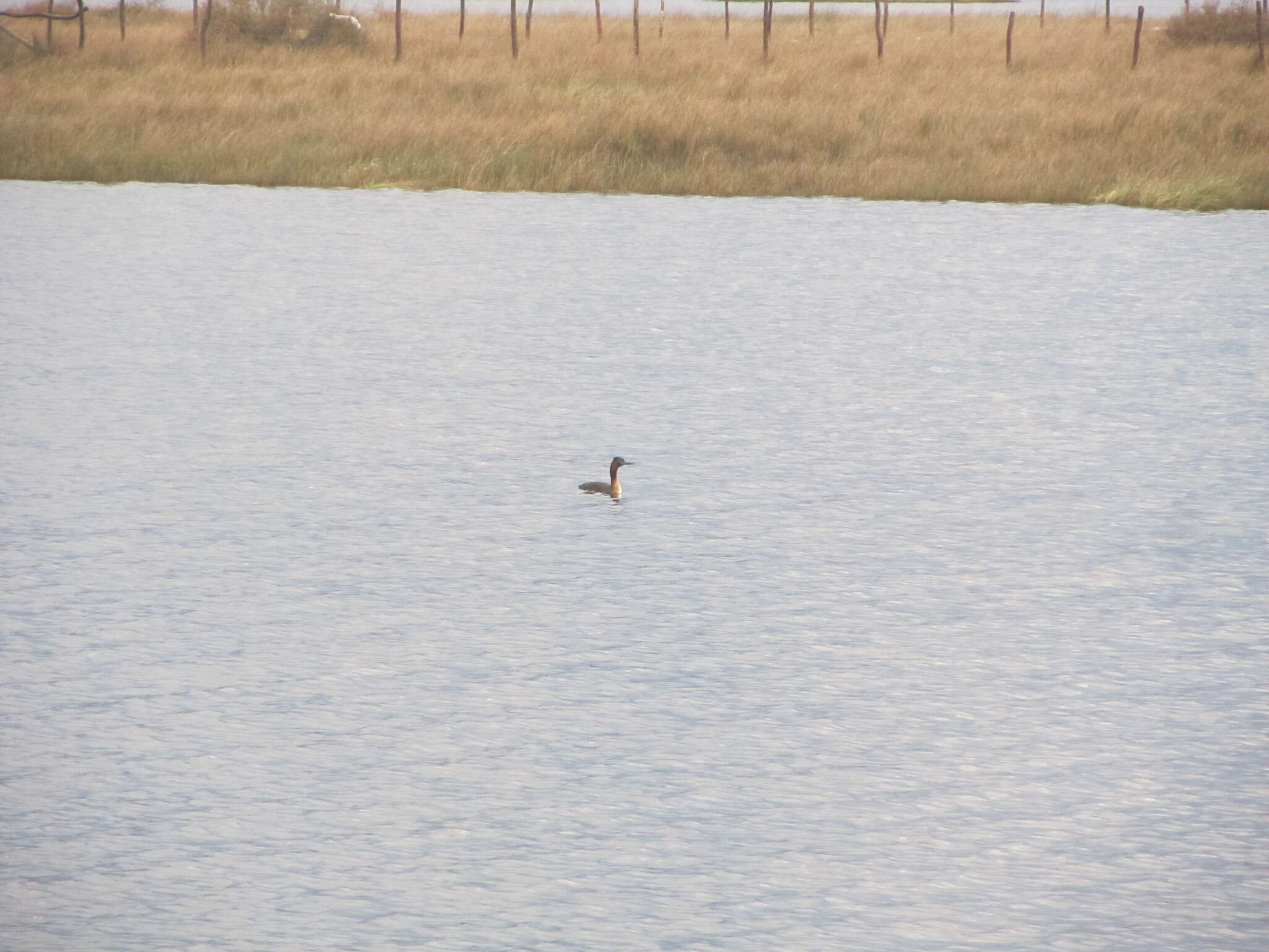 Image of Podiceps major navasi Manghi 1984