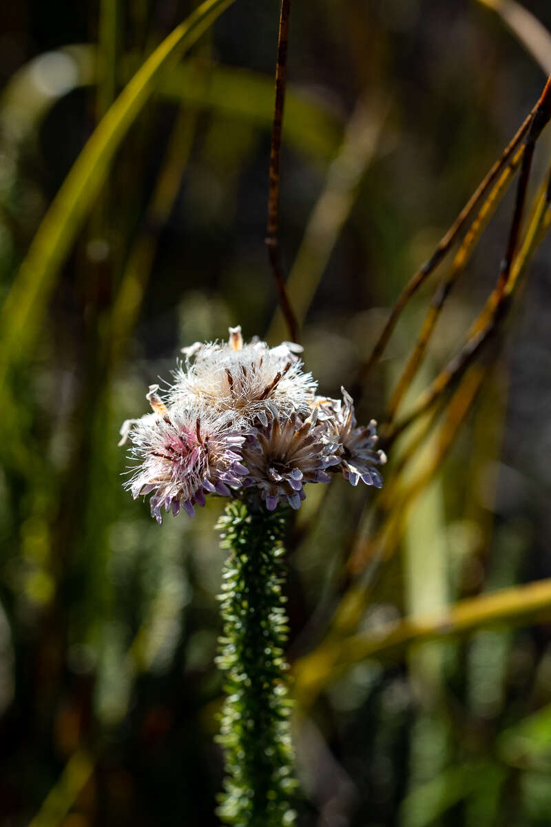 Imagem de Lachnospermum umbellatum (L. fil.) Pillans