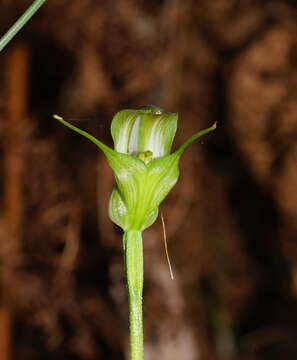 Image of Alpine greenhood