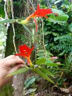 Image de Columnea nicaraguensis Oerst.