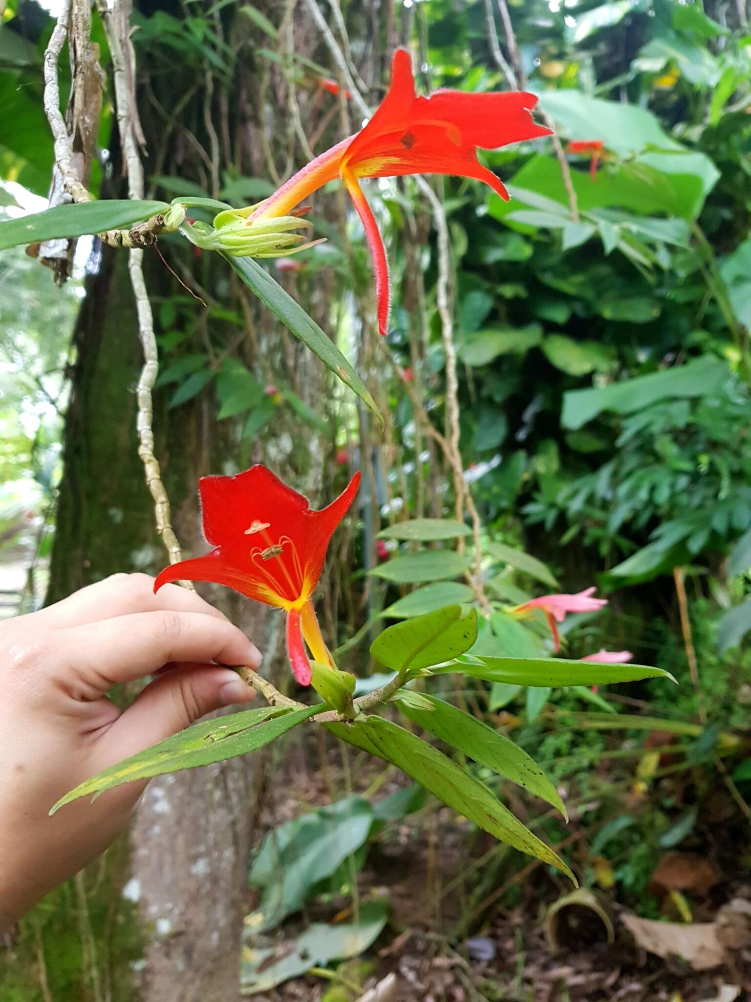 Image de Columnea nicaraguensis Oerst.