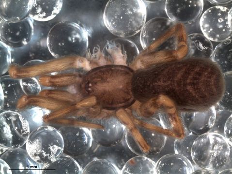 Image of Pikelinia