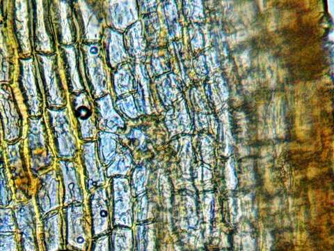 Image of stellate orthotrichum moss