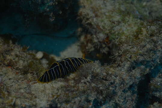 Image of Orange ridge black slug