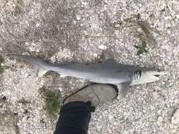 Image of Eventooth Shark