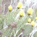 Image of Petrophile drummondii Meissn.